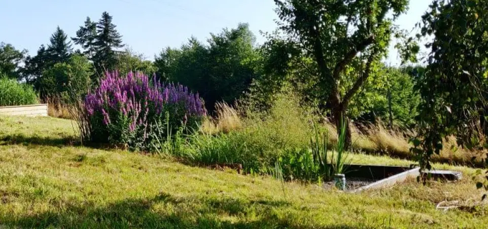 Paysage en pente douce avec un bassin de phytoépuration partiellement visible à droite, entouré de végétation aquatique et de fleurs violettes en épi à gauche, le tout bordé d’arbres et de hautes herbes dans un environnement naturel et verdoyant.