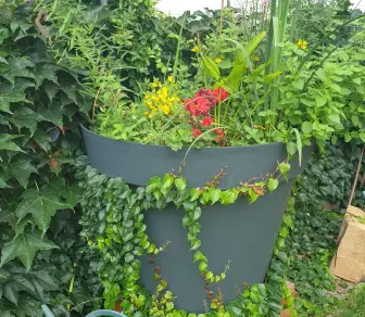 Grand bac conique gris contenant un assemblage dense de plantes vertes et fleuries, entouré de végétation grimpante, illustrant un système de récupération d’eau en milieu végétalisé.